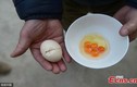 Kinh ngạc khi đập quả trứng gà ra...5 lòng đỏ tí hon