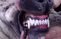 Video: Loài chó có cú cắn hủy diệt giết pitbull trong chớp nhoáng