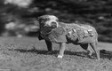Chiến tích kinh ngạc của chú chó anh hùng trong Thế chiến 1