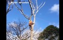Video: Người đàn ông suýt té từ trên cao khi đang cưa cành cây