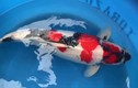 Video: Bí quyết lai tạo ra chú cá Koi có giá 1,8 tỷ USD