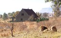 Hãi hùng sống giữa nhà bị 77 con sư tử vây quanh