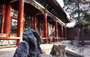 Cảnh tượng choáng ngợp trong khu vườn Càn Long ở Tử Cấm Thành