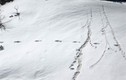 Giật mình bằng chứng khó cãi dấu vết người Tuyết trên đỉnh Himalaya