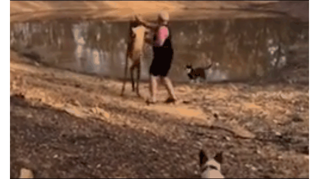 Video: Bảo vệ chó cưng, người đàn ông bị kangaroo “tung cước” hạ gục