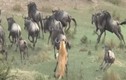 Video: Sư tử cái chọn 1/1.000 con linh dương làm quà cho sư tử đực