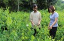 Nhà giàu Việt săn lùng “rau nhà nghèo”, không trồng cũng tự mọc xum xuê