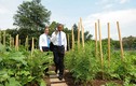 Ngưỡng mộ vườn rau sạch của phu nhân Tổng thống Obama