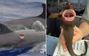 Sinh vật nhỏ xíu có thể dùng răng cắn hỏng tàu ngầm