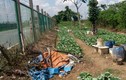 Ngỡ ngàng “trang trại” trồng rau, nuôi bò giữa đại lộ Thăng Long