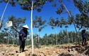 UBND tỉnh được quyền cho DN vốn nước ngoài thuê đất trồng rừng