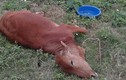 Điều tra 9 con bò đột ngột tử vong của 2 hộ gia đình