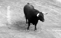 Bồ Đào Nha bác bỏ dự luật cấm nghề đấu bò