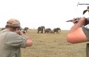 Video: Thợ săn nổ súng bắn đàn voi châu Phi, bị đuổi chạy trối chết