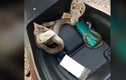Video: Hoảng loạn phát hiện 3 con rắn hổ mang cực độc trong cốp xe