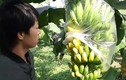 Video: Cả ngàn buồng chuối non chín nứt sau 1 đêm, chủ vườn HN “khóc ngất“