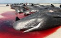 Video: Bí ẩn nguyên nhân hàng trăm cá voi chết trắng bờ biển
