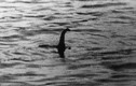 Video: Lời giải cho quái vật hồ Loch Ness đã có?
