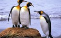 Video: Đáng yêu của những chú chim cánh cụt lang thang trên phố