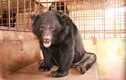 Video: Khám phá nơi 'hồi sinh' những cá thể gấu từng bị lạm dụng
