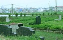 Điểm mặt những loại rau thường trồng ở nghĩa địa