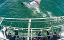 Ảnh động vật tuần: Hãi hùng đối mặt cá mập trắng 