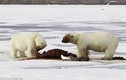 Cảnh gấu Bắc cực giết mồi đẫm máu trong tuyết trắng