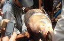 Top “thủy quái” khủng sa lưới ngư dân Việt Nam