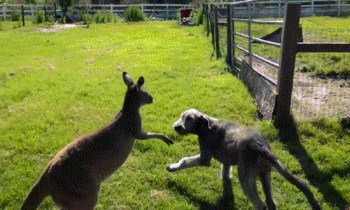 Xem kangaroo và chó vật lộn kịch liệt