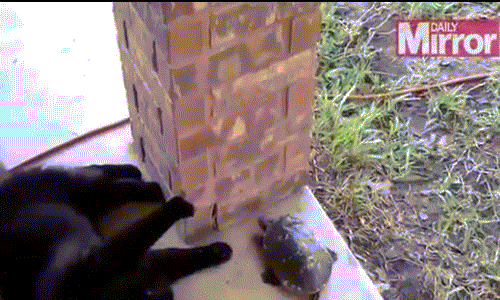 Thích thú xem mèo "đổi chuột" vờn... rùa