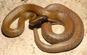 Sự thật thú vị về 11 loài rắn độc trên thế giới