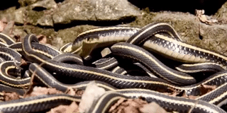 "Sốc" cảnh 75.000 con rắn hì hục yêu đương sau ngủ đông