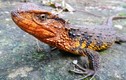 Ảnh thằn lằn cá sấu Việt Nam lên báo nước ngoài