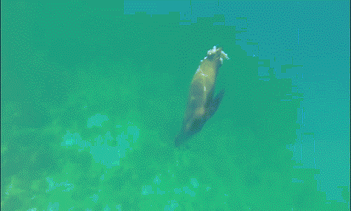 Đứt 1/3 cơ thể, sư tử biển vẫn săn mồi gây "sốc toàn tập"
