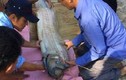 Những con cá "khủng" liên tục dạt bờ ở Thừa Thiên Huế