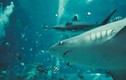 Vì sao cá mập lại phải chịu "tiếng xấu"?