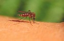Cuộc "yêu" tử thần giúp con người thoát khỏi muỗi?
