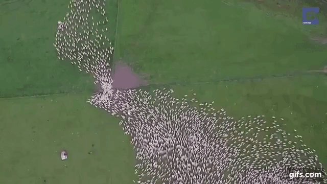 Choáng ngợp cảnh một chú chó quản đàn cừu nghìn con khoa học