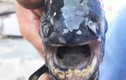 Cá có hàm răng giống hệt người xuất hiện ở nơi bất ngờ nhất