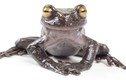 Loài ếch "phi thường" có móng vuốt kỳ lạ