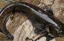 Cá trê khổng lồ ăn sống vịt gây hoang mang