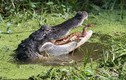Rắn vùng vẫy trong hàm cá sấu đói và kết nghẹt thở