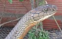 Những chuyện kinh dị về loài rắn khổng lồ bí ẩn ở núi Cấm