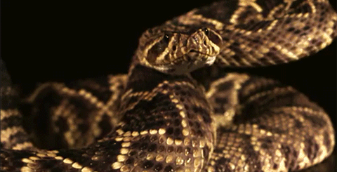 Sửng sốt những loài rắn quý hiếm nhất TG có ở VN