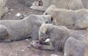 Sự thực hãi hùng sau trại nuôi nhốt sư tử ở Nam Phi
