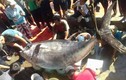 Bắt được cá ngừ vây vàng khổng lồ nhất ở Trường Sa