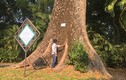 Ly kỳ những “cụ” cây quý hiếm ở vườn thú 155 tuổi tại VN