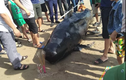 Sững sờ cá voi khổng lồ dạt vào bờ biển Hà Tĩnh