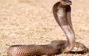 Chuyện nổi tiếng "dựng tóc gáy" về rắn hổ mang Ai Cập
