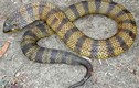 Khám phá ai cũng "sợ run bần bật" về 11 loài rắn độc